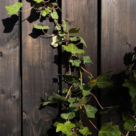 Czarny Bocian 펜션