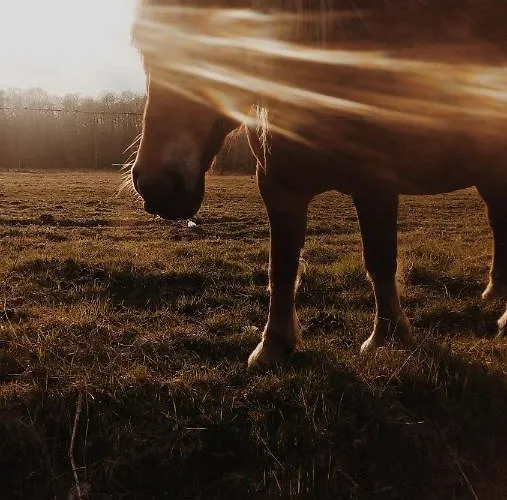 Czarny Bocian Białogóra