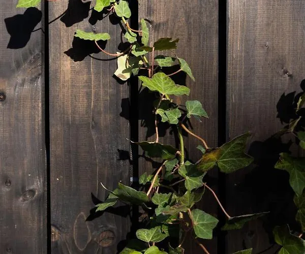 Czarny Bocian Semesterbostad